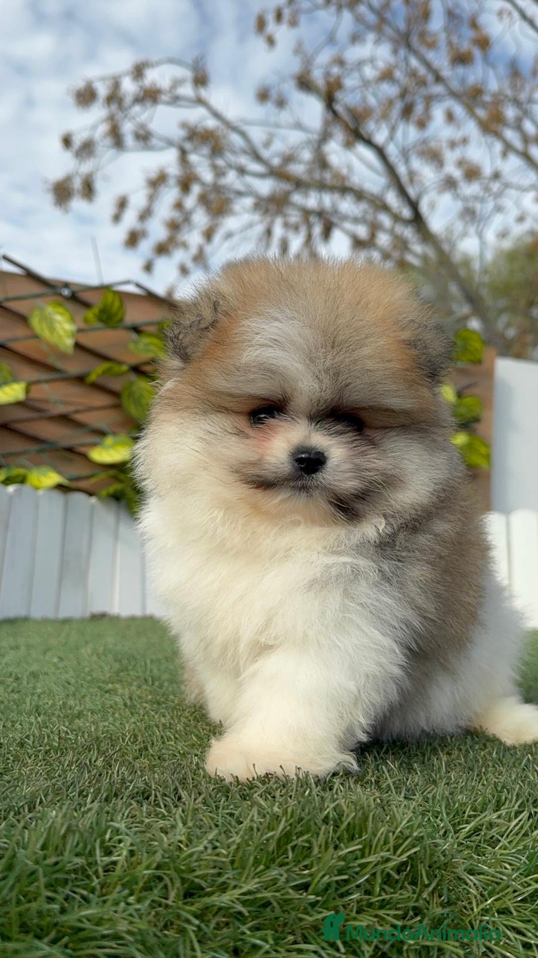 Pomerania perros en venta: POMERANIA HEMBRA DISPONIBLE - Anuncio 5