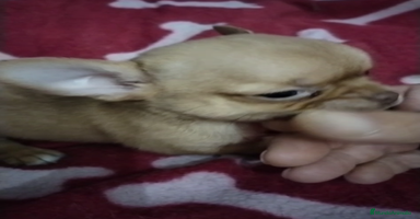 Chihuahua perros - Anuncio 3