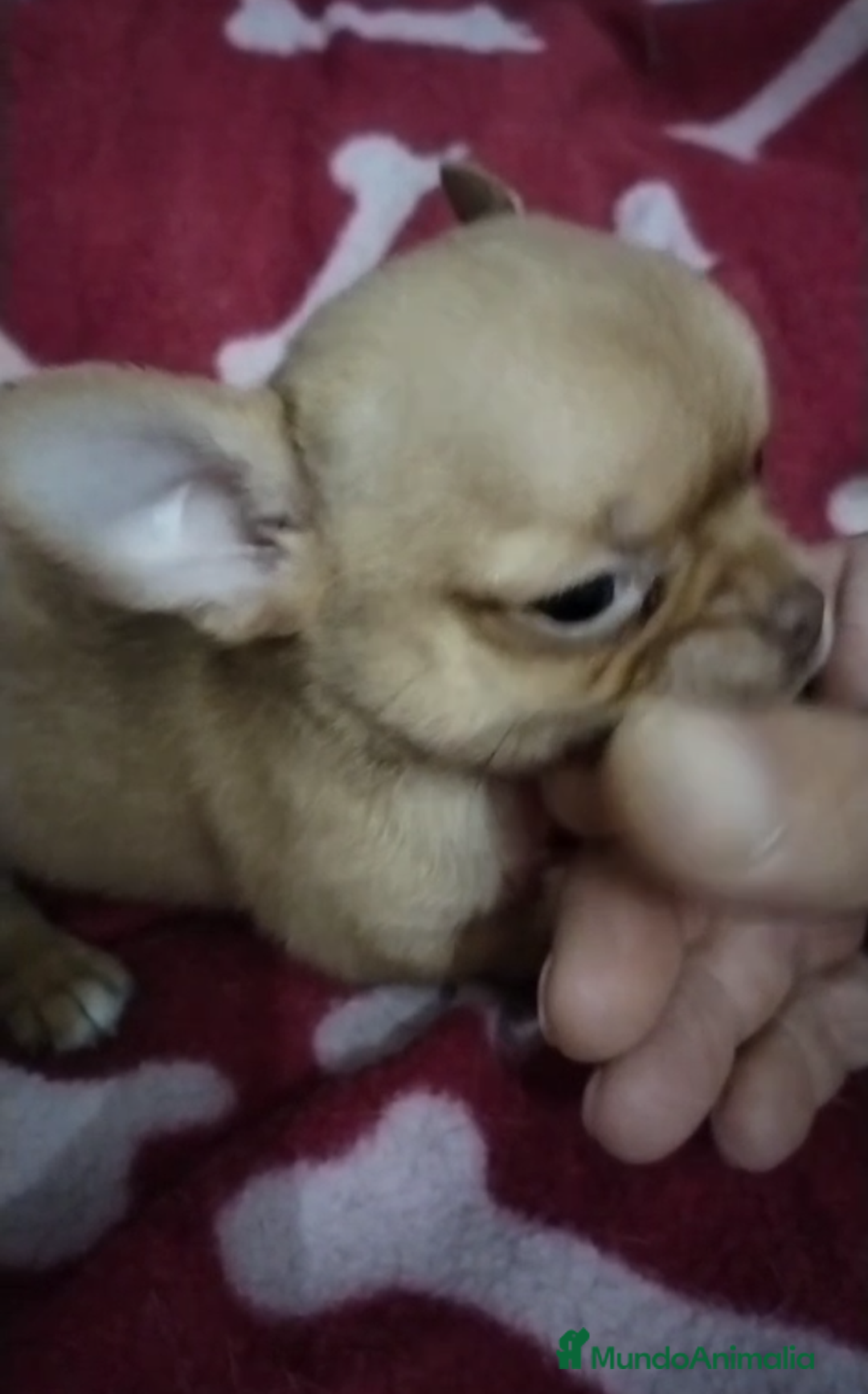 Chihuahua perros en venta: Machos de chihuahua cabeza manzana  - Imagen 2