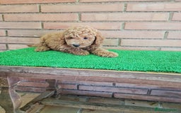 Caniche Toy perros en venta: Caniche   - Imagen 8