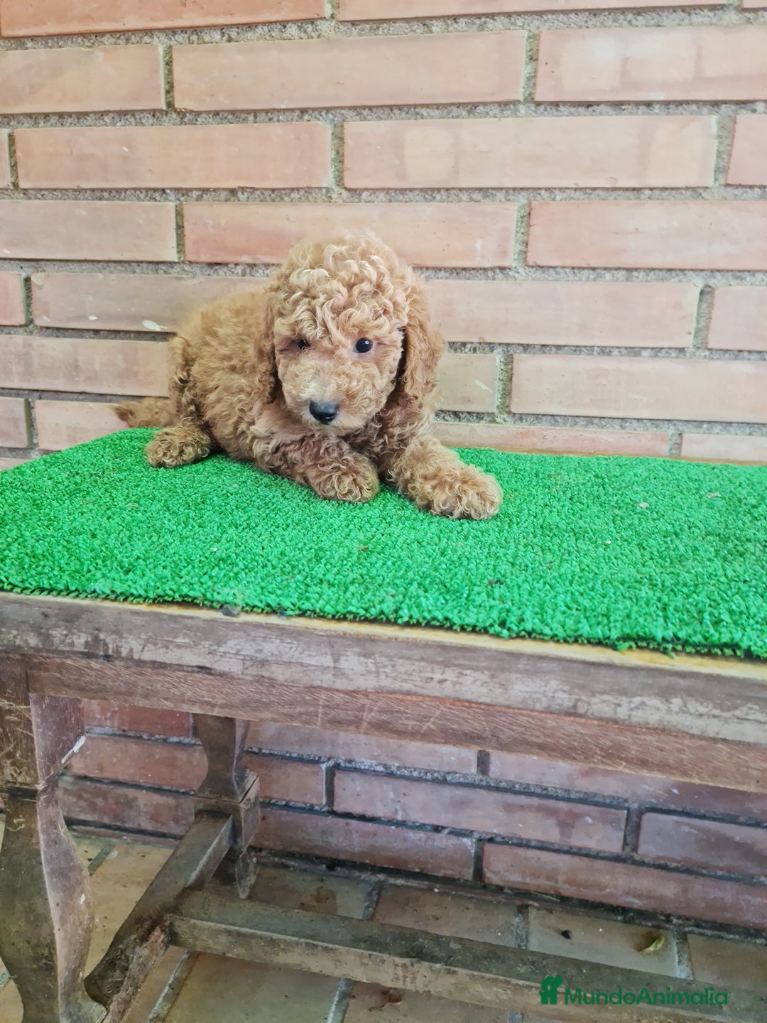 Caniche Toy perros en venta: Caniche   - Imagen 8