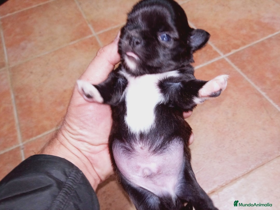 Chihuahua perros en venta: Camada de Paris Chihuahua  - Anuncio 8