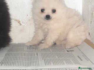 Pomerania perros en Badajoz - Anuncio 32