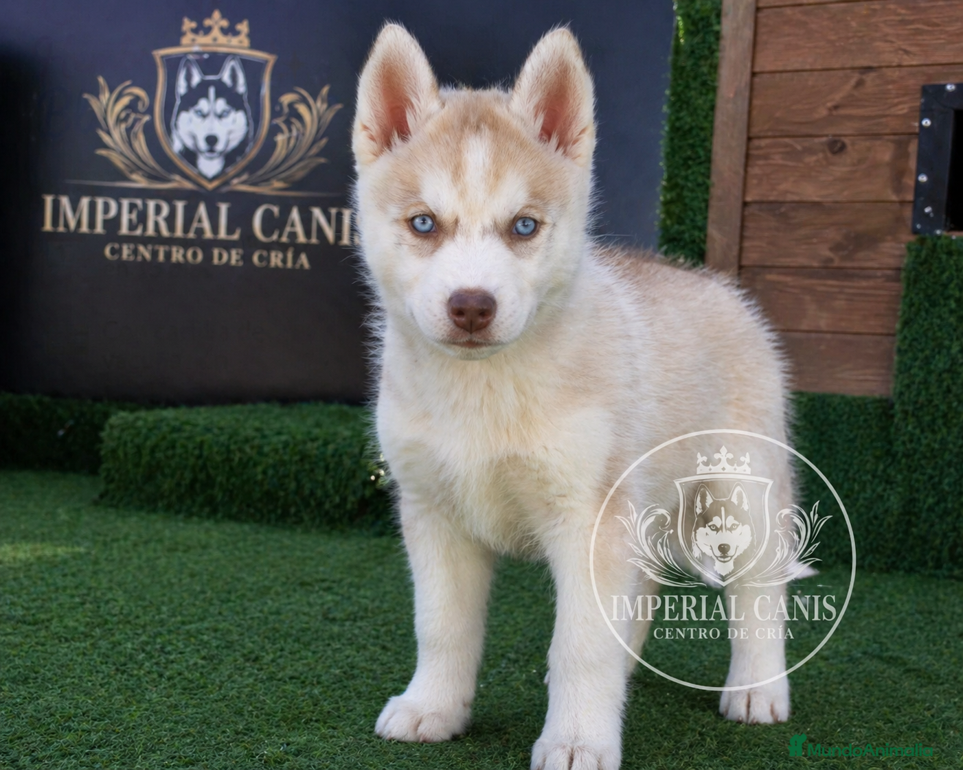 Husky Siberiano perros HUSKY SIBERIANO , IMPERIAL CANIS  - Anuncio 1