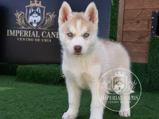 Husky Siberiano perros HUSKY SIBERIANO , IMPERIAL CANIS - Anuncio 1