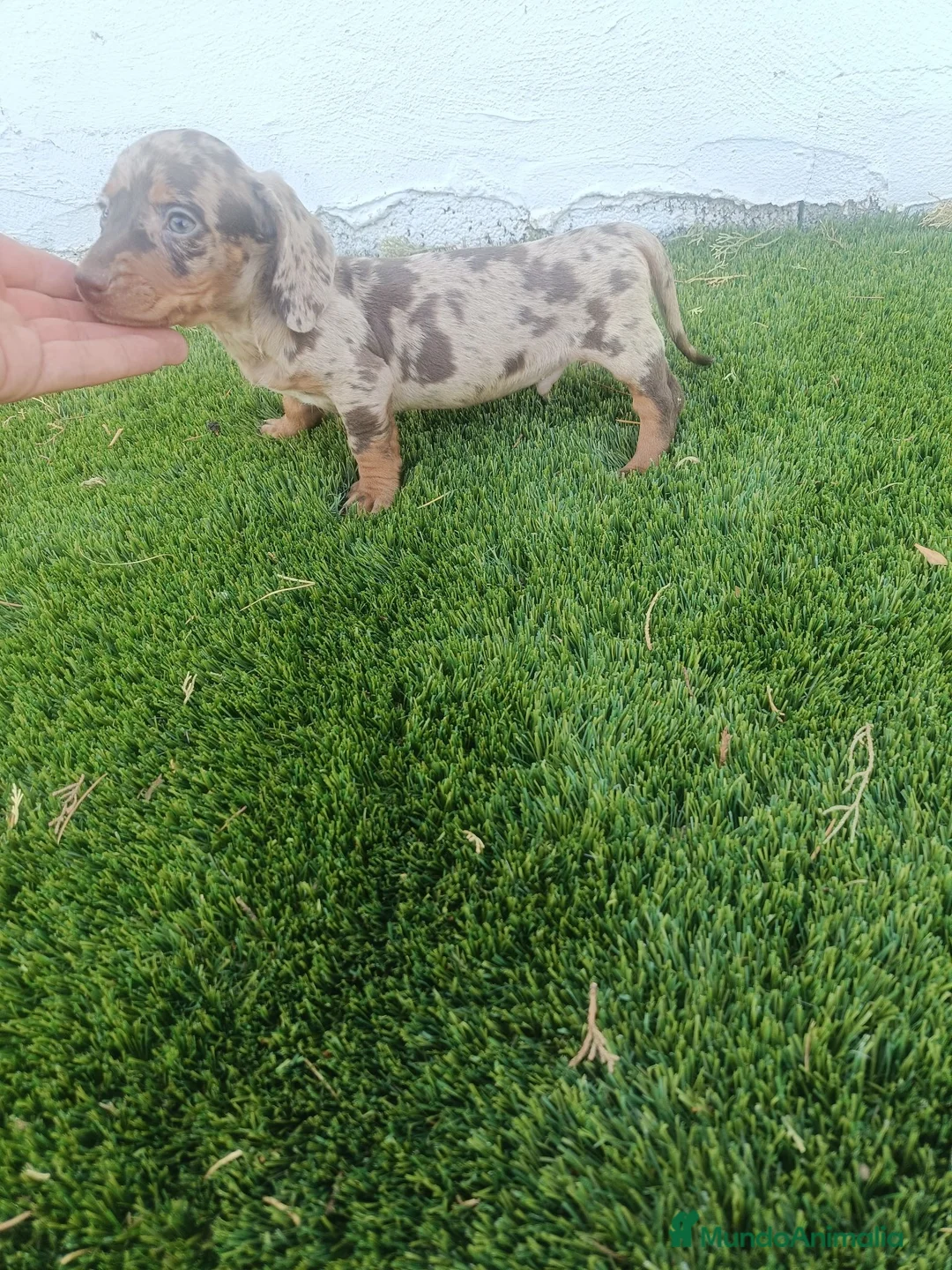 Teckel Miniatura perros en venta: Exclusivo Machito de Teckel Arlequin Chocolate - Anuncio 2