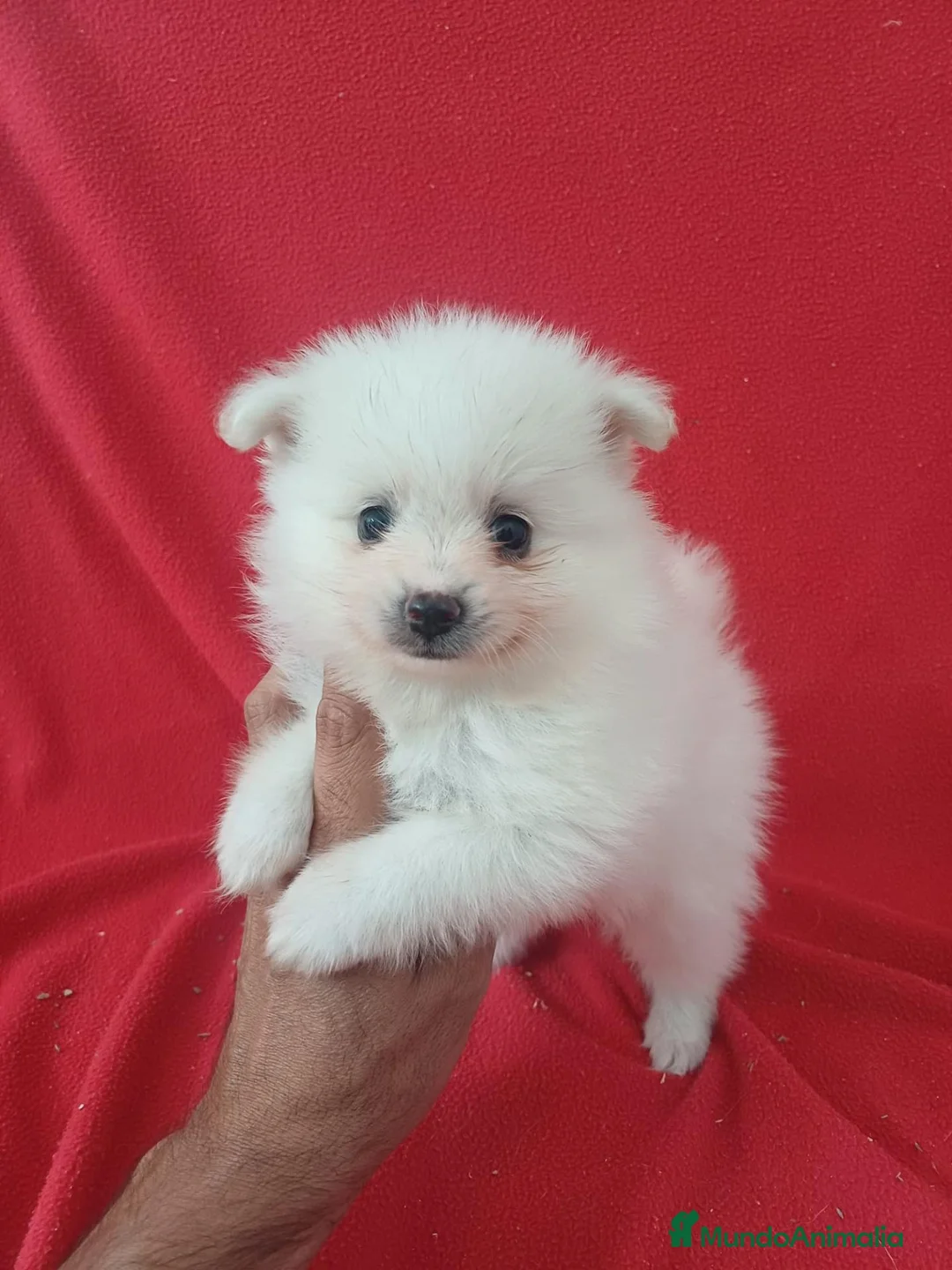 Pomerania perros en venta: Pomerania  - Anuncio 1