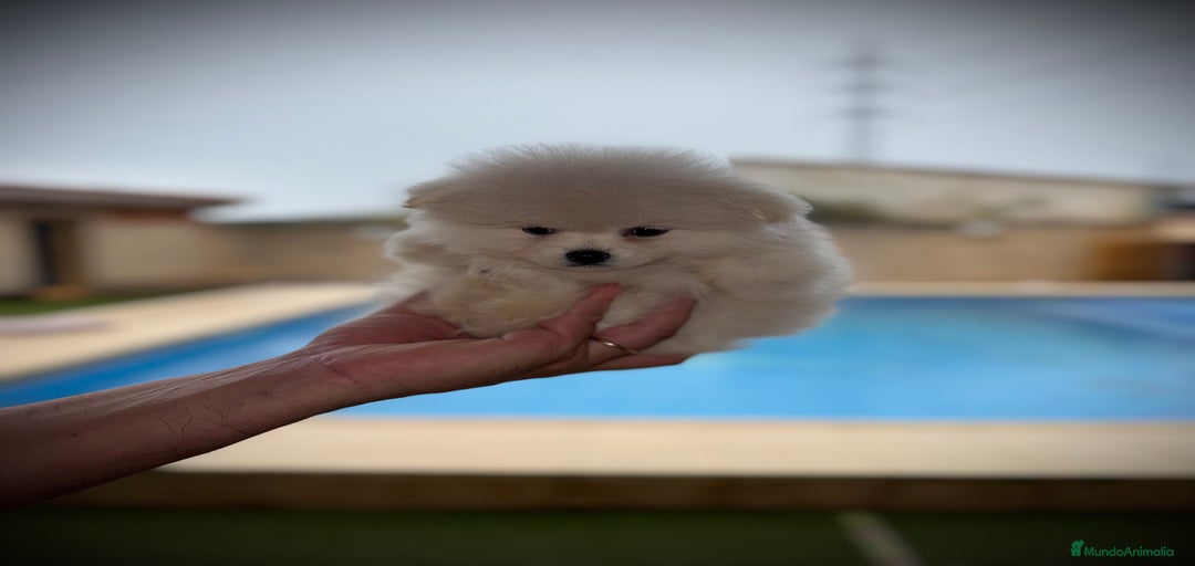 Imagen de galería {{count}}