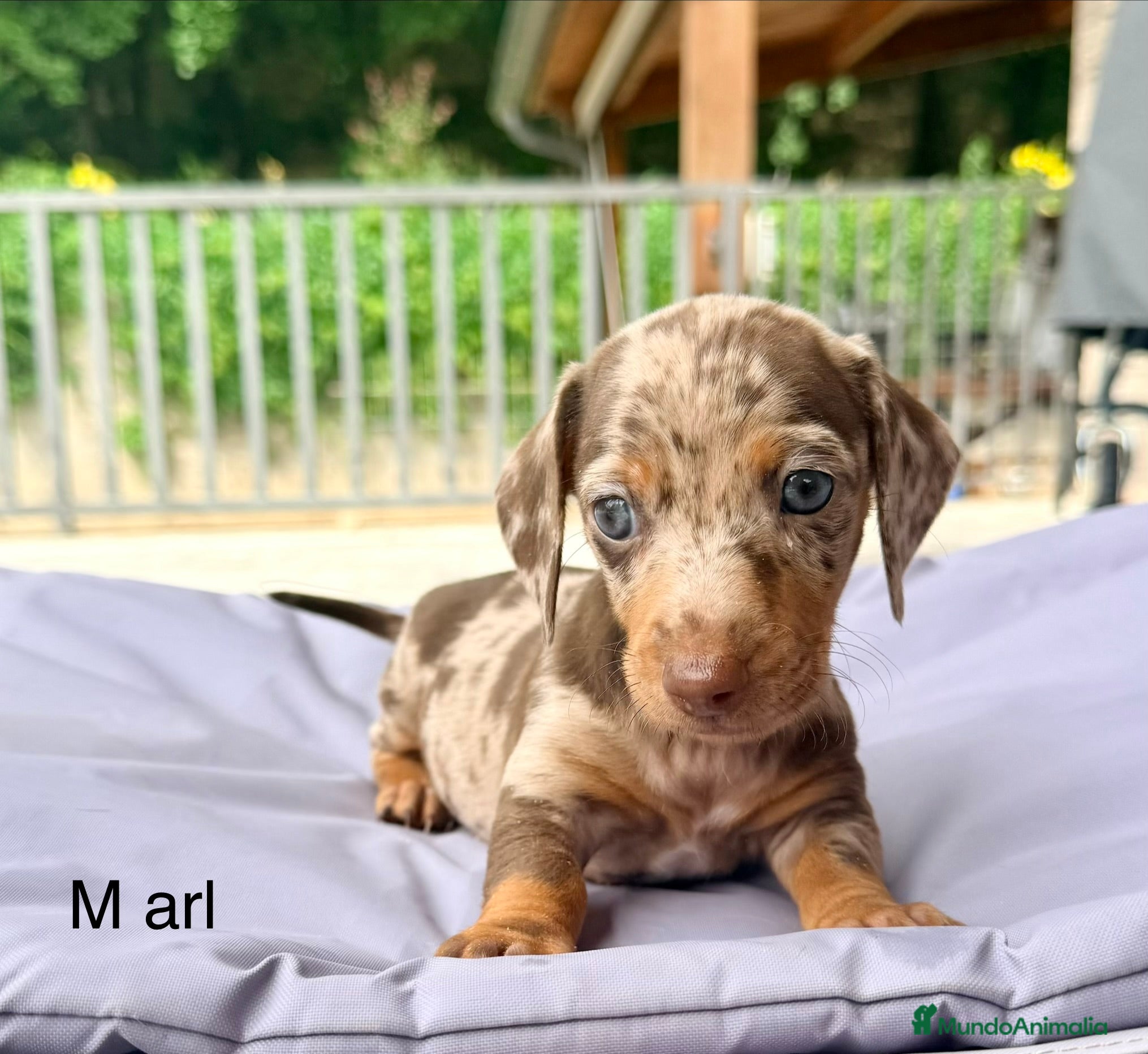 Teckel Miniatura perros TECKEL MINI - Anuncio 1