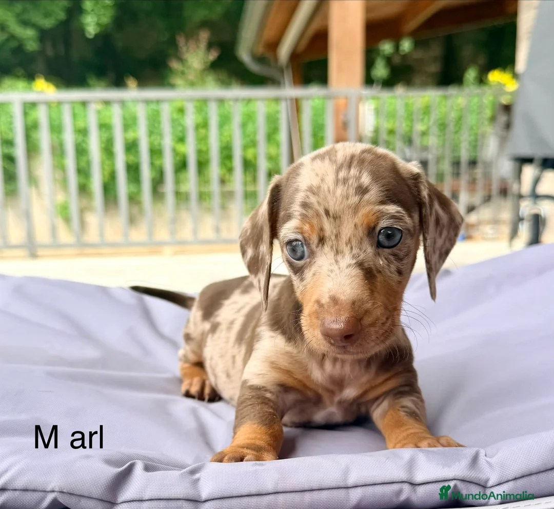 Teckel Miniatura perros en venta: TECKEL MINI - Anuncio 1