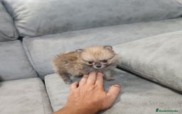 Pomerania perros en venta: MONERIA SÚPER TOY DE HEMBRITA POMERANIA  - Imagen 3