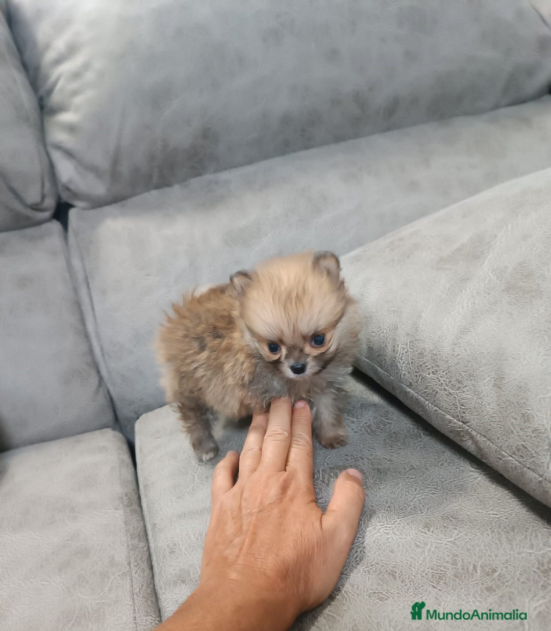 Pomerania perros en venta: MONERIA SÚPER TOY DE HEMBRITA POMERANIA  - Imagen 3