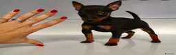Ratón de Praga perros en venta: Ratón de Praga  - Anuncio 3