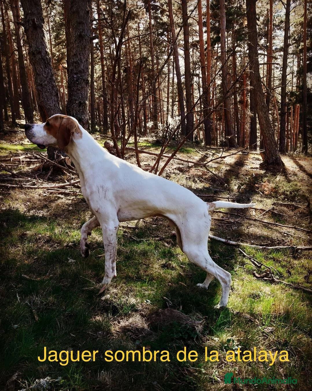 Pointer perros en venta: Benidorm Caraby pointer inglés  en Alicante - Anuncio 11