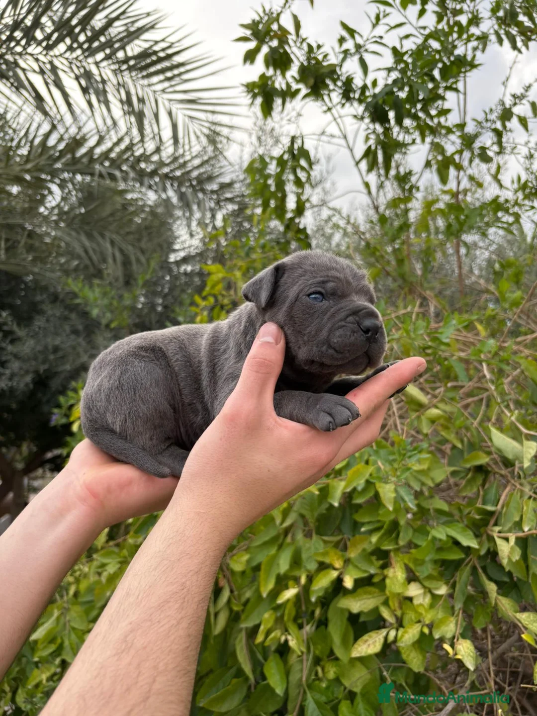 Cane Corso perros en venta: Cane Corso  - Anuncio 4