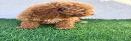 Caniche Toy perros en venta: Caniche toy - Anuncio 18