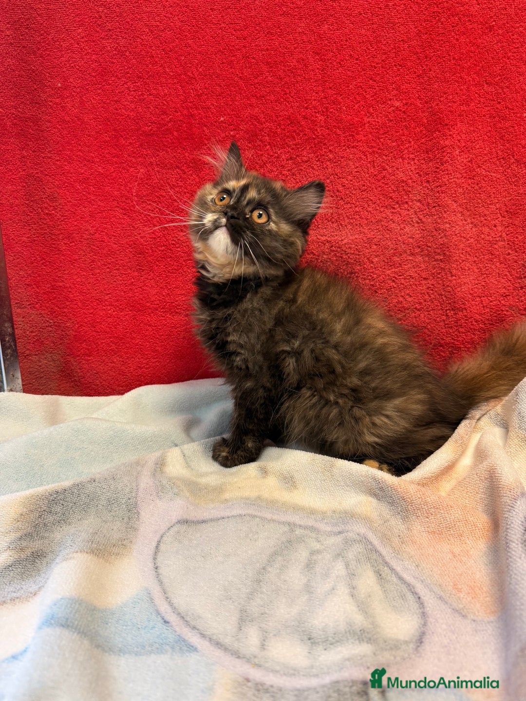 Británico de Pelo Largo gatos en venta: Preciosa gatita tortuga negra - Imagen 5