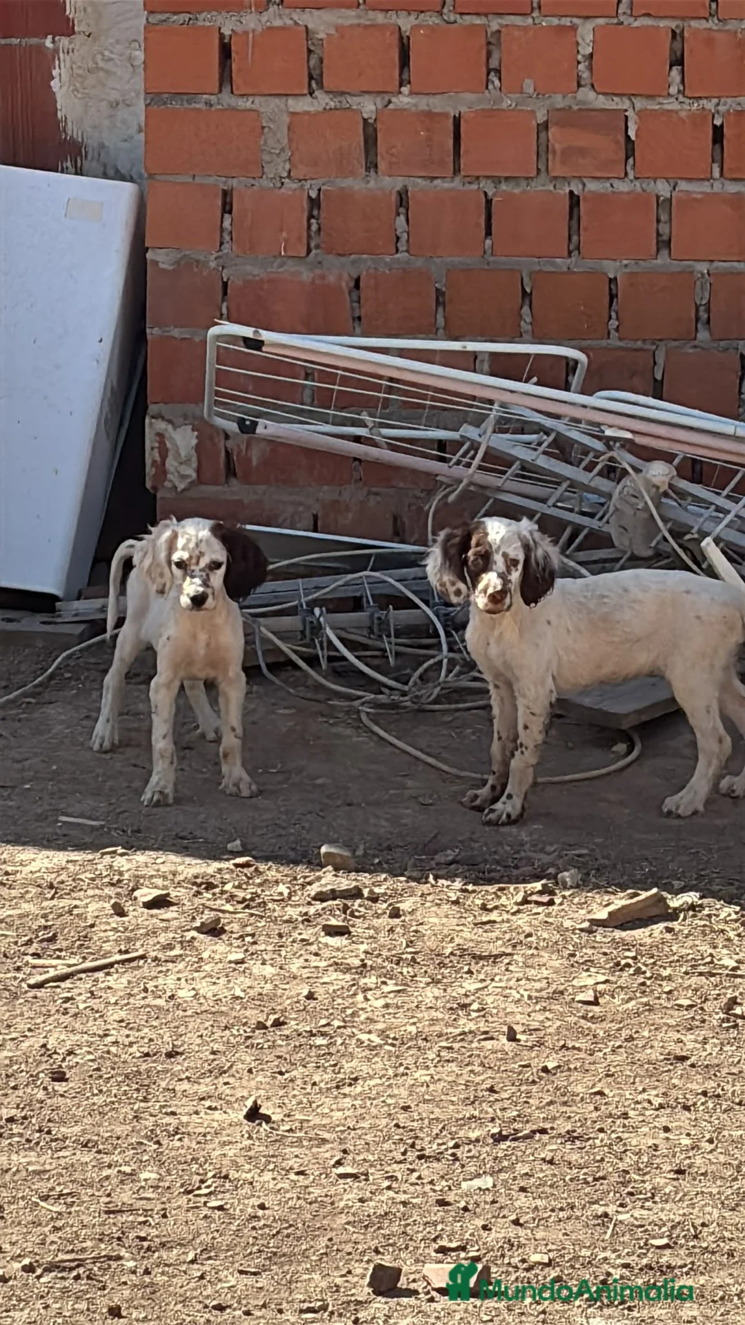 Setter Inglés perros en venta: Setter ingles  - Anuncio 2