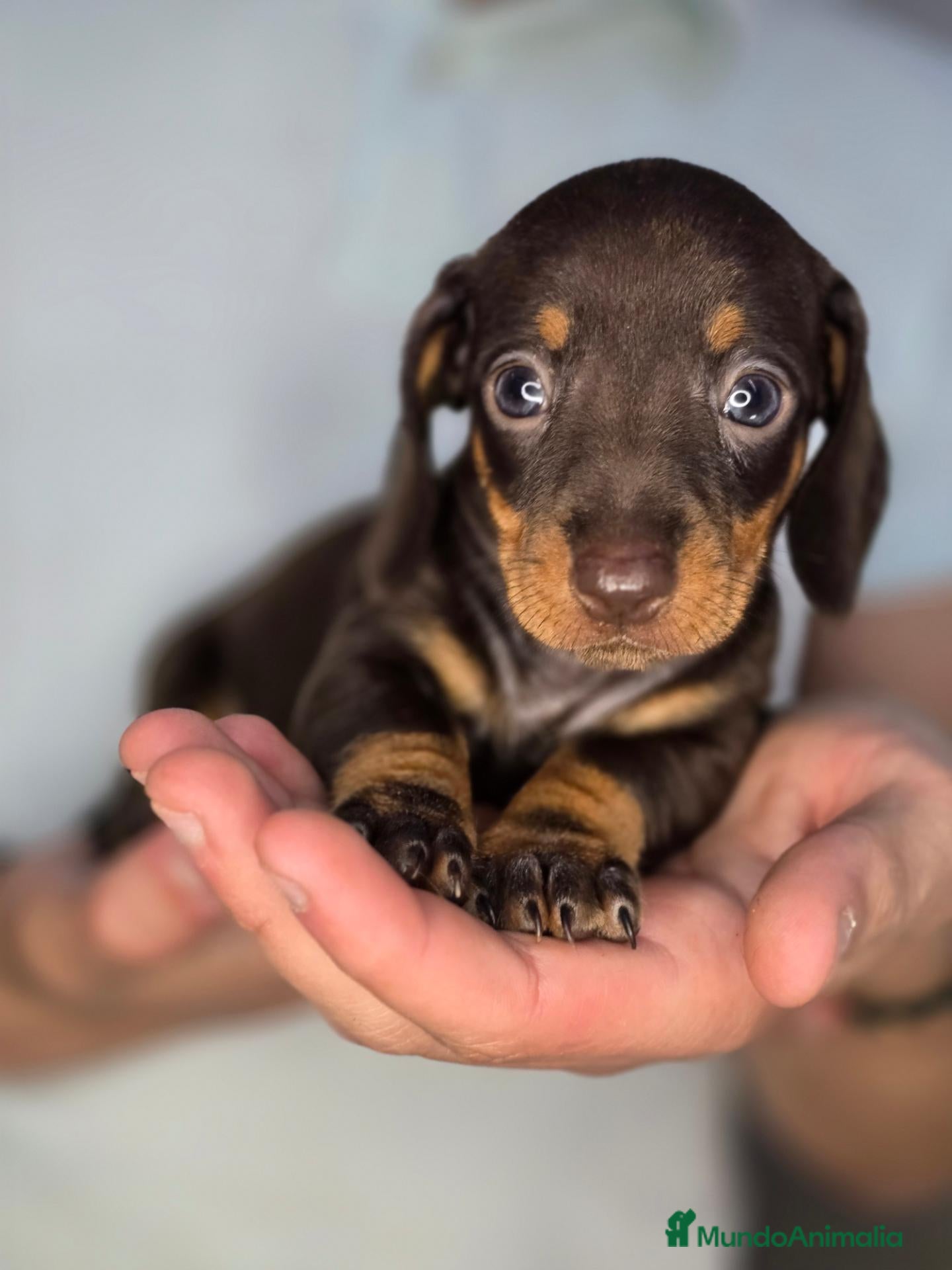 Teckel Miniatura perros Teckel chocolate unicos - Anuncio 1