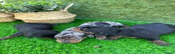 Teckel perros en venta: Espectaculares Teckel - Anuncio 4