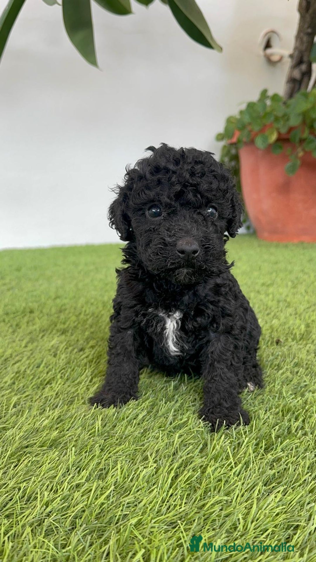Perro de Agua Español perros en venta: PERRO DE AGUA ESPAÑOL HEMBRA - Imagen 18
