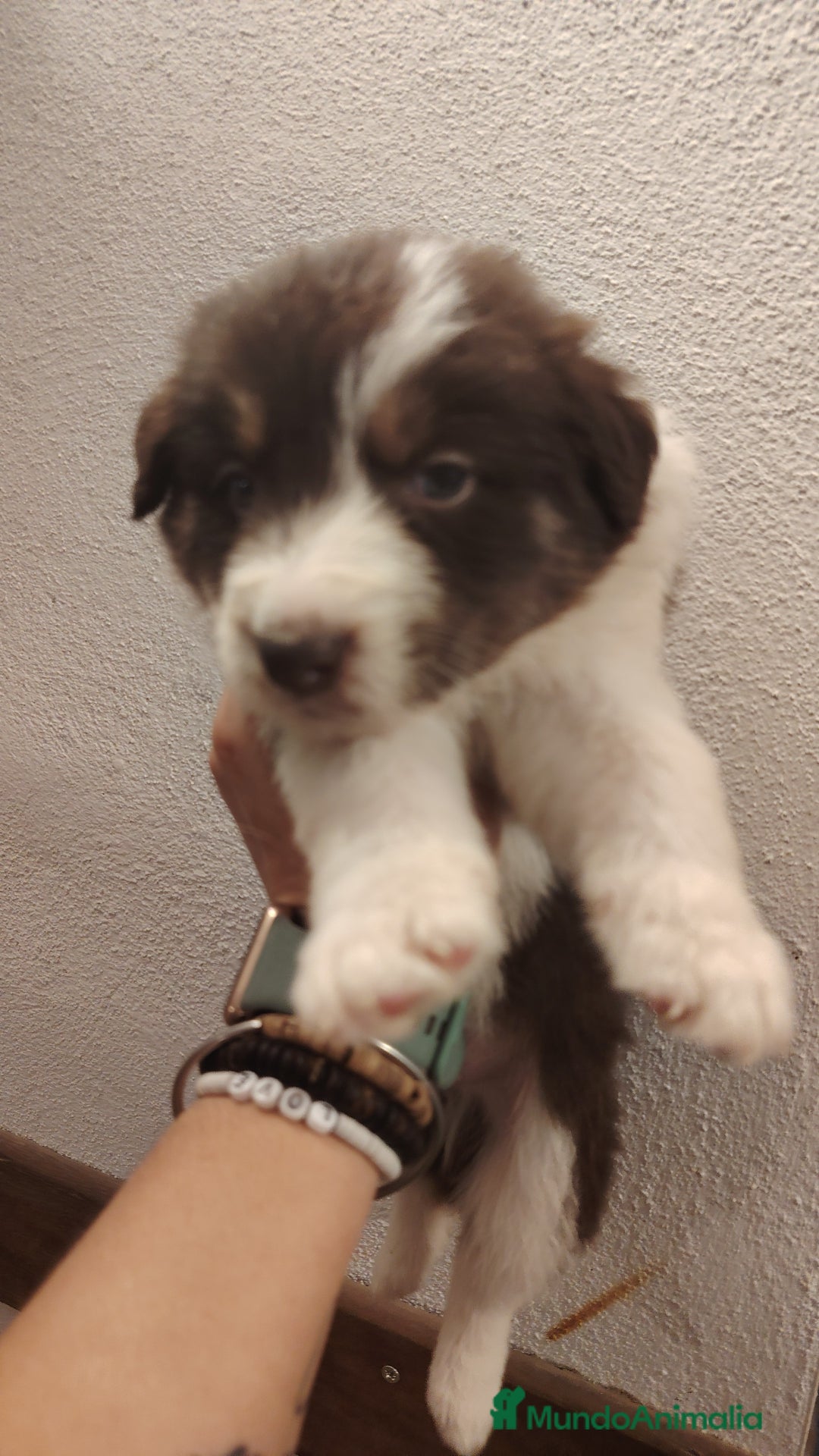 Border Collie perros en venta: Cachorros border collie chocolate y red merle - Anuncio 12