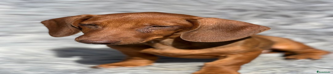 Teckel Miniatura Cachorro 1