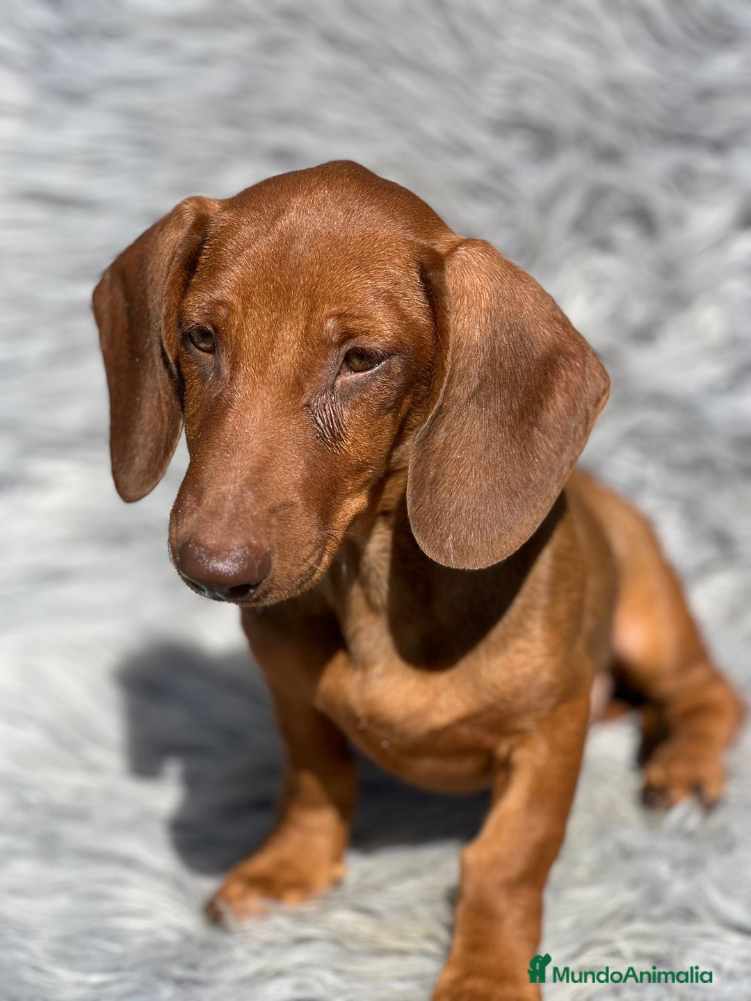 Teckel Miniatura perros en venta: Teckel rojo - Imagen 1