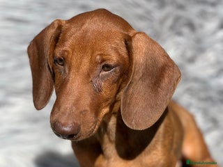 Teckel Miniatura perros - Anuncio 3