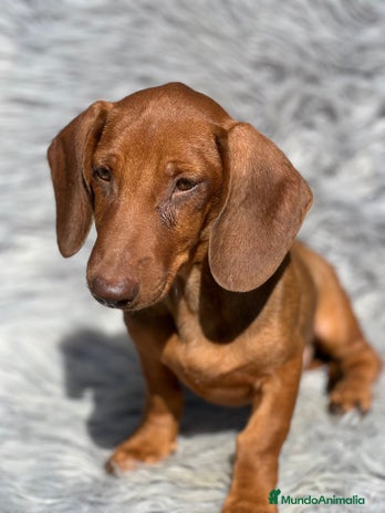 Teckel Miniatura perros - Anuncio 2