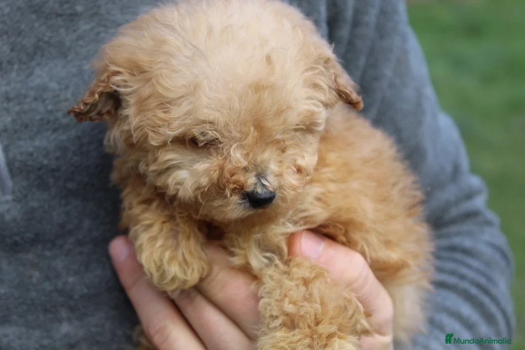 Caniche Toy perros en venta: Caniche hembra apricot  - Anuncio 2
