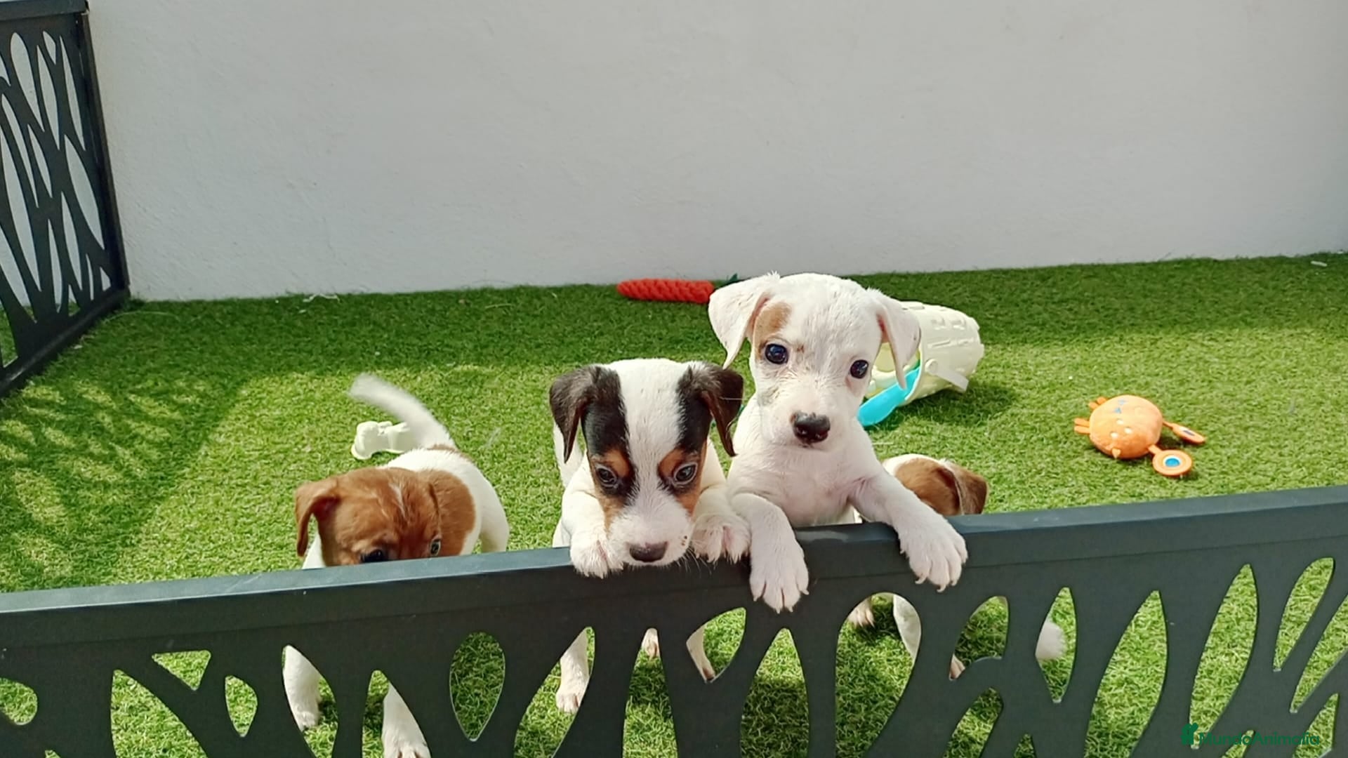 Jack Russell Terrier perros en venta: jack russell - Anuncio 2