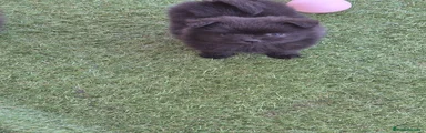 Pomerania Cachorro 2