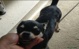 Chihuahua perros en venta: Chihuahuas cabeza de manzana 🍏 - Imagen 9
