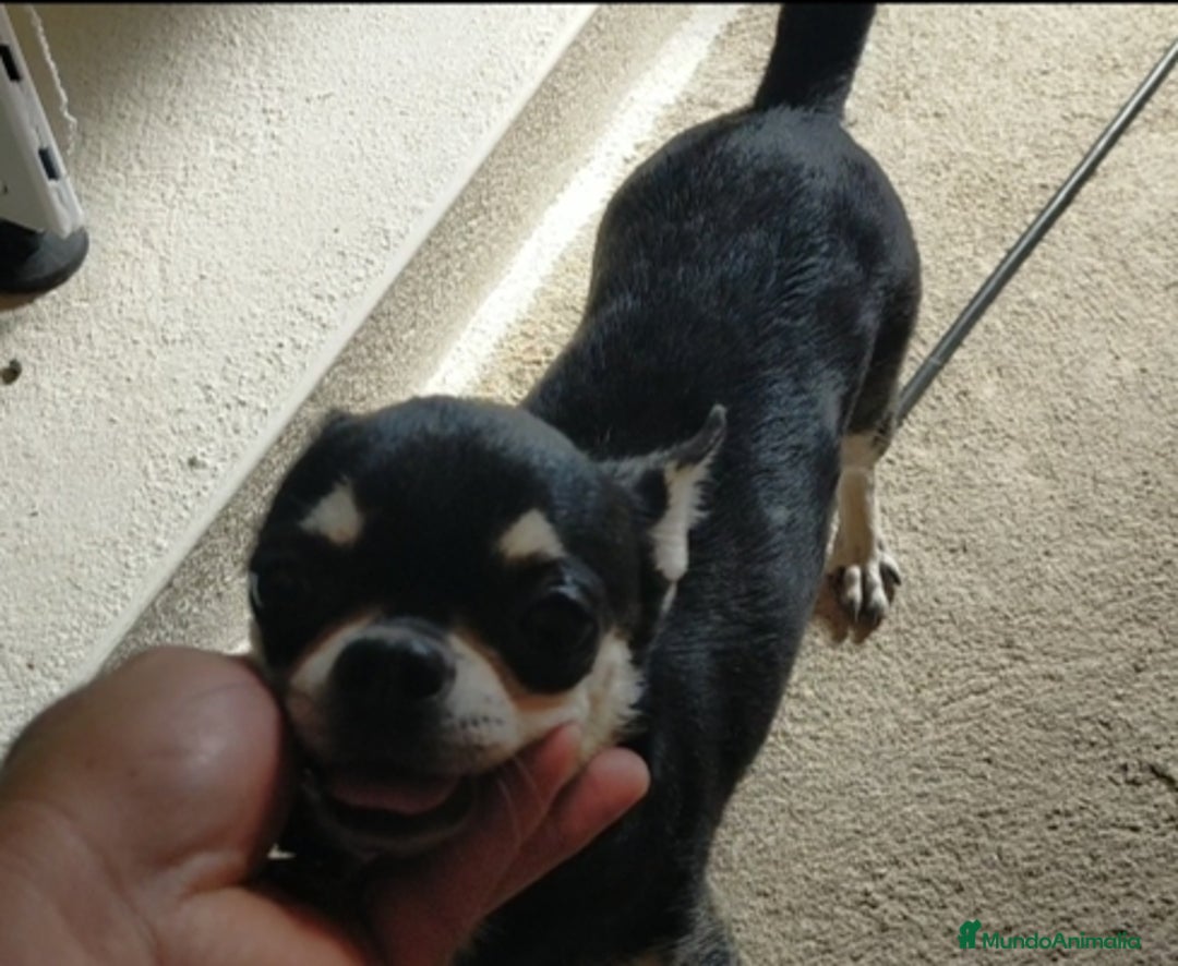 Chihuahua perros en venta: Chihuahuas cabeza de manzana 🍏 - Imagen 9