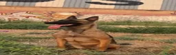 Pastor Belga Malinois perros en venta: Disponible Pastores belga malinois  - Anuncio 6