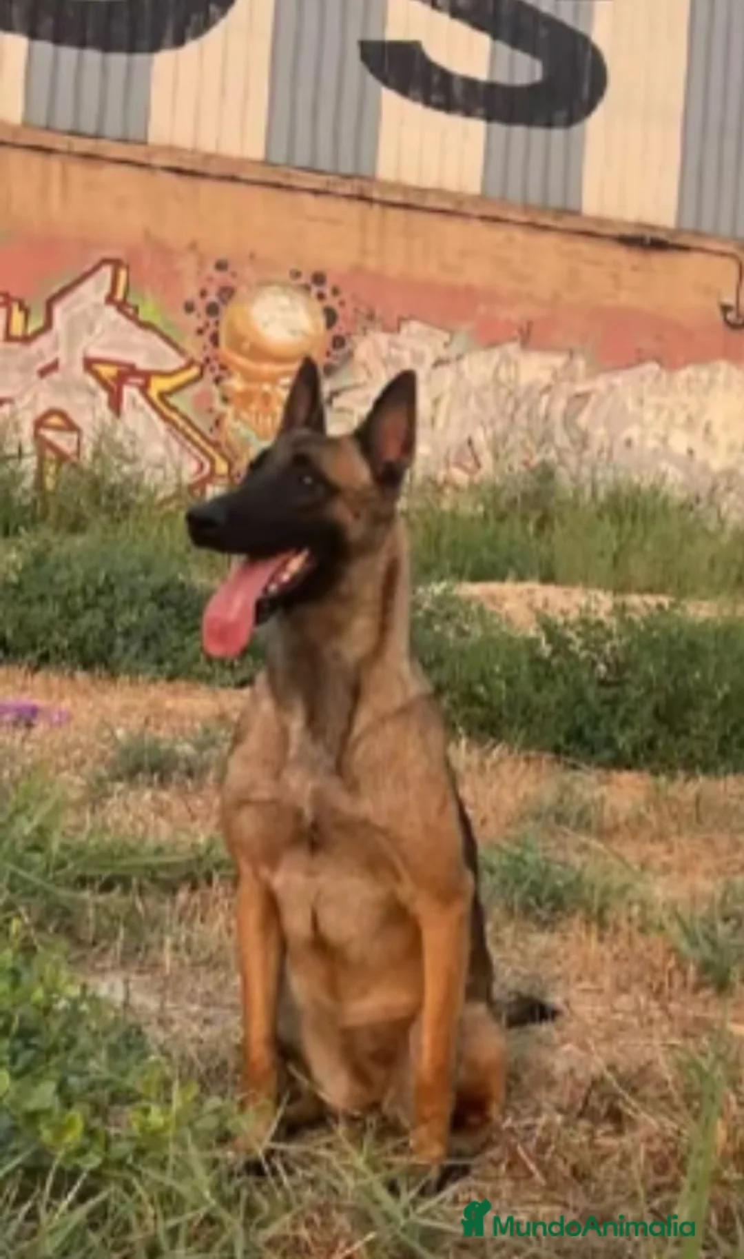 Pastor Belga Malinois perros en venta: Disponible Pastores belga malinois  - Anuncio 6