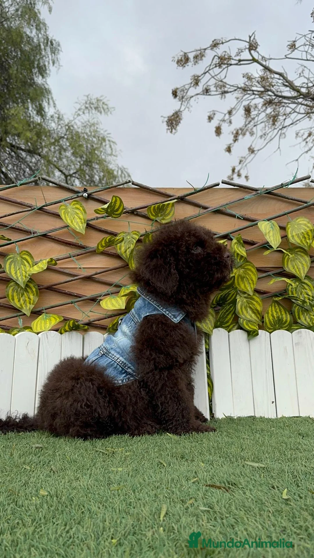 Perro de Agua Español perros en venta: PERRO DE AGUA ESPAÑOL - Anuncio 11