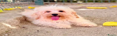 Maltipoo 2