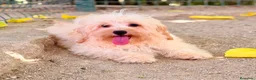 Maltipoo perros en venta: MALTIPOO - Anuncio 5
