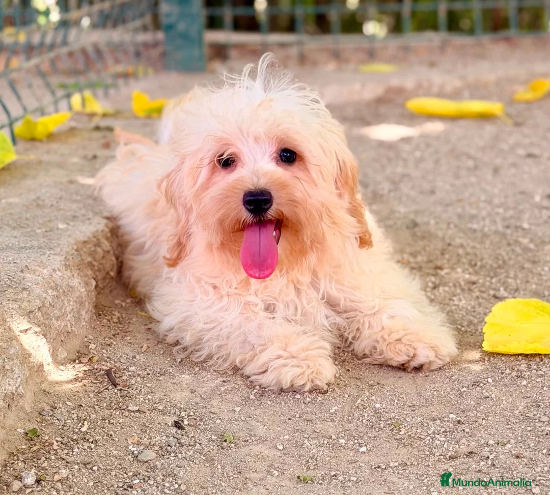 Maltipoo perros en venta: MALTIPOO - Anuncio 5