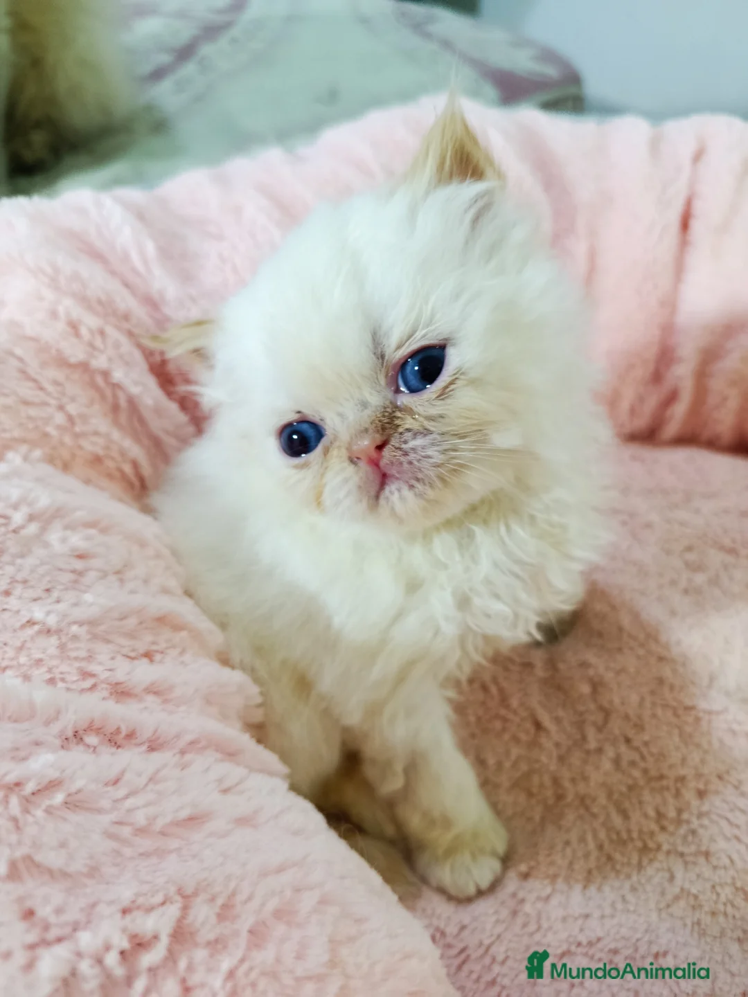 Himalayo gatos en venta: CACHORROS PERSAS HIMALAYOS  - Anuncio 3