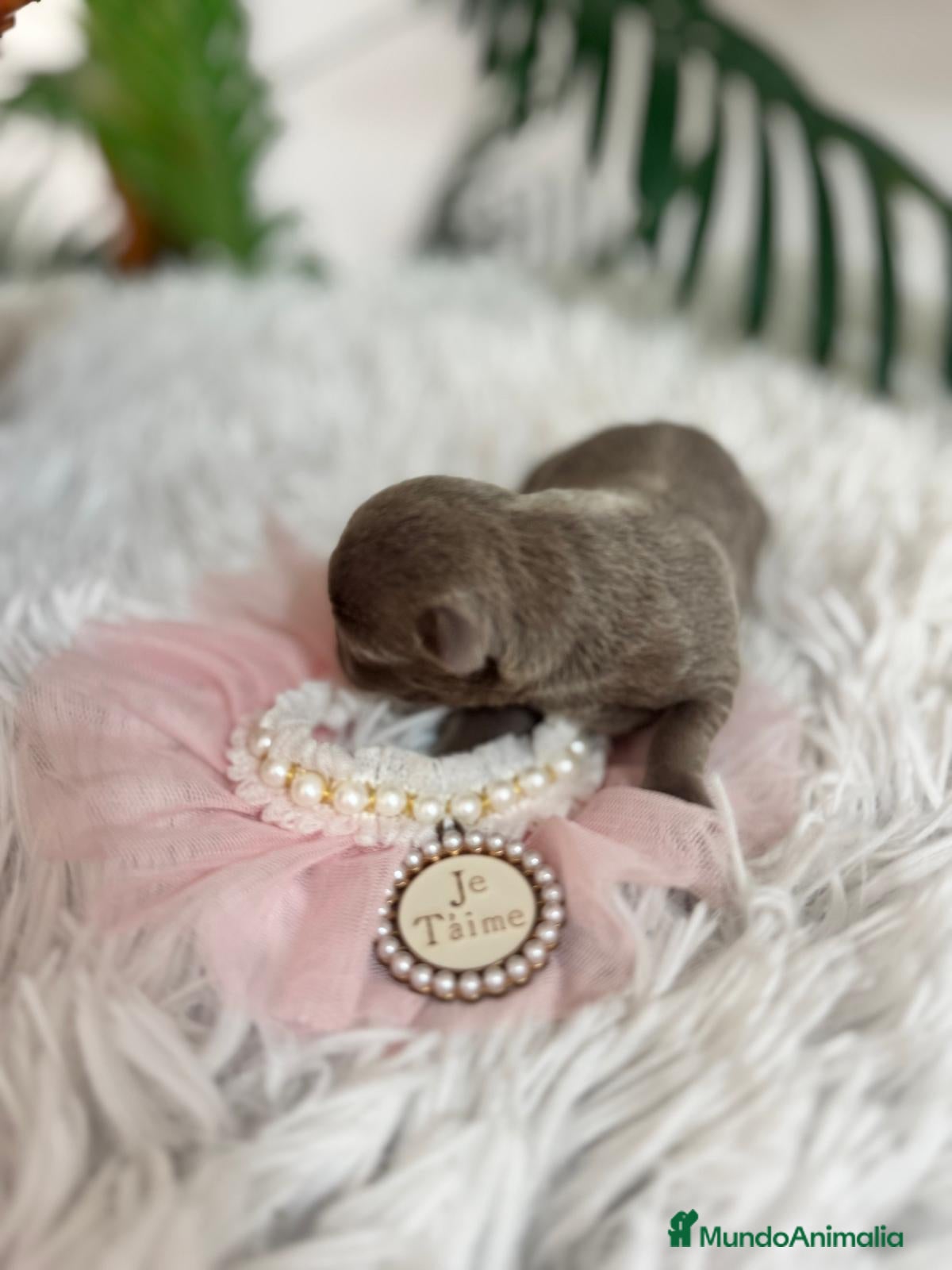 Chihuahua perros CHIHUAHUA HEMBRA LILAC - Anuncio 2