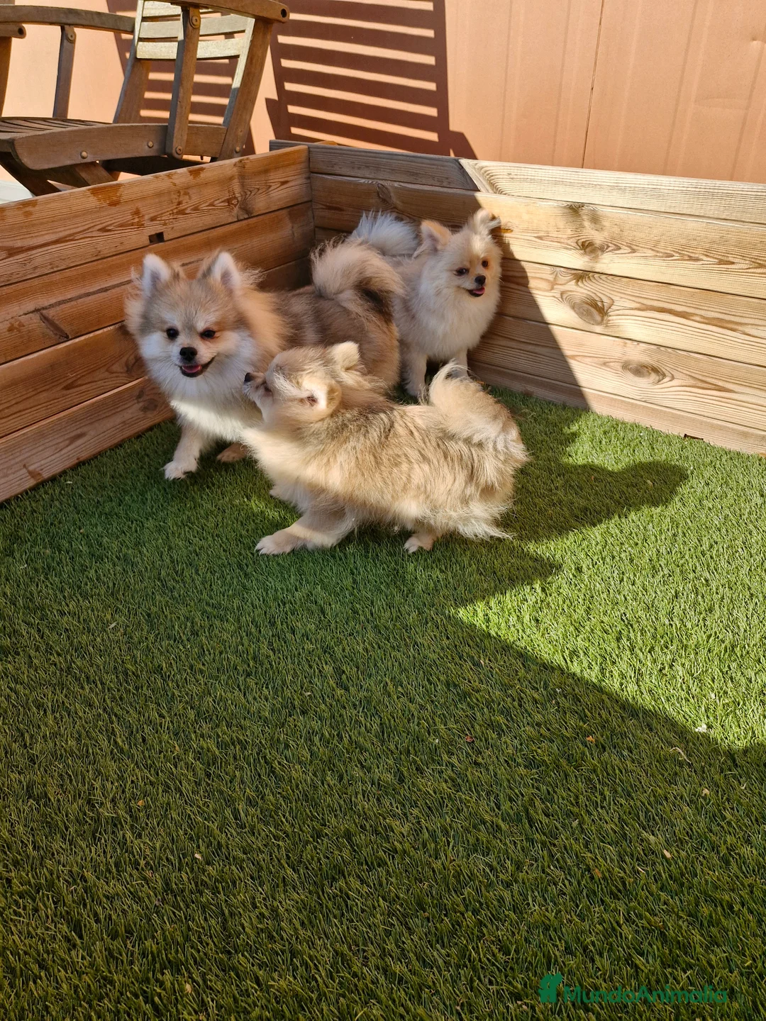 Pomerania perros en venta: POMERANIA  en Barcelona - Anuncio 2