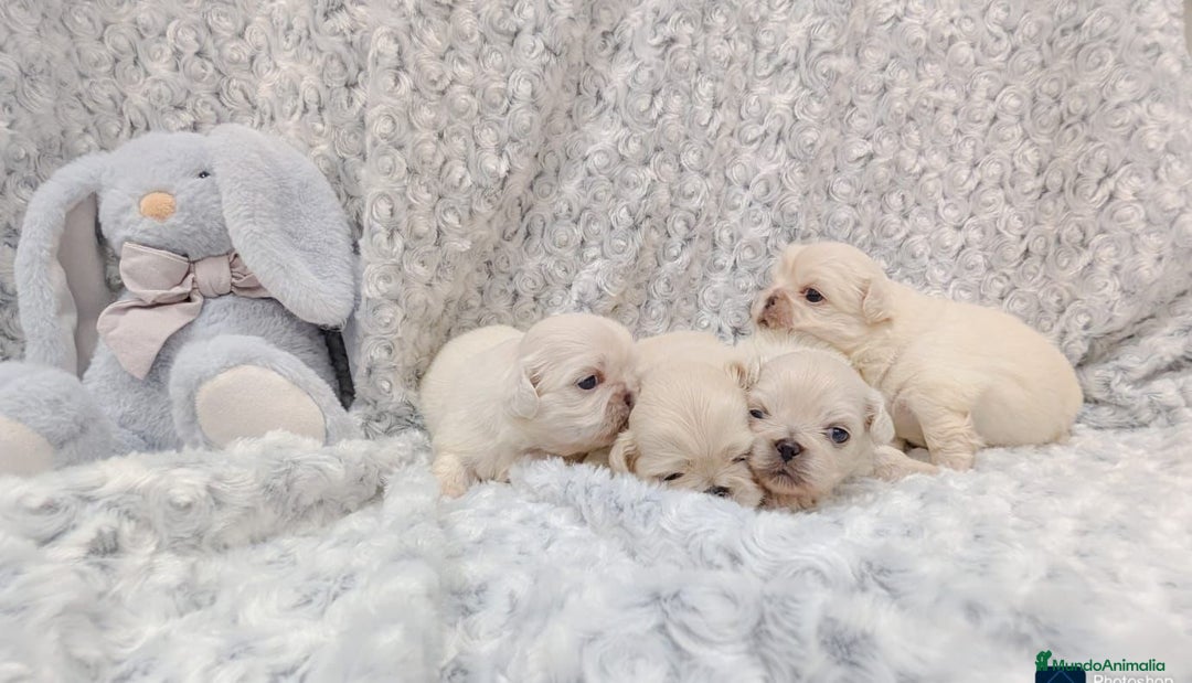Pekinés perros en venta: Pekines Imperial de calidad  - Imagen 2