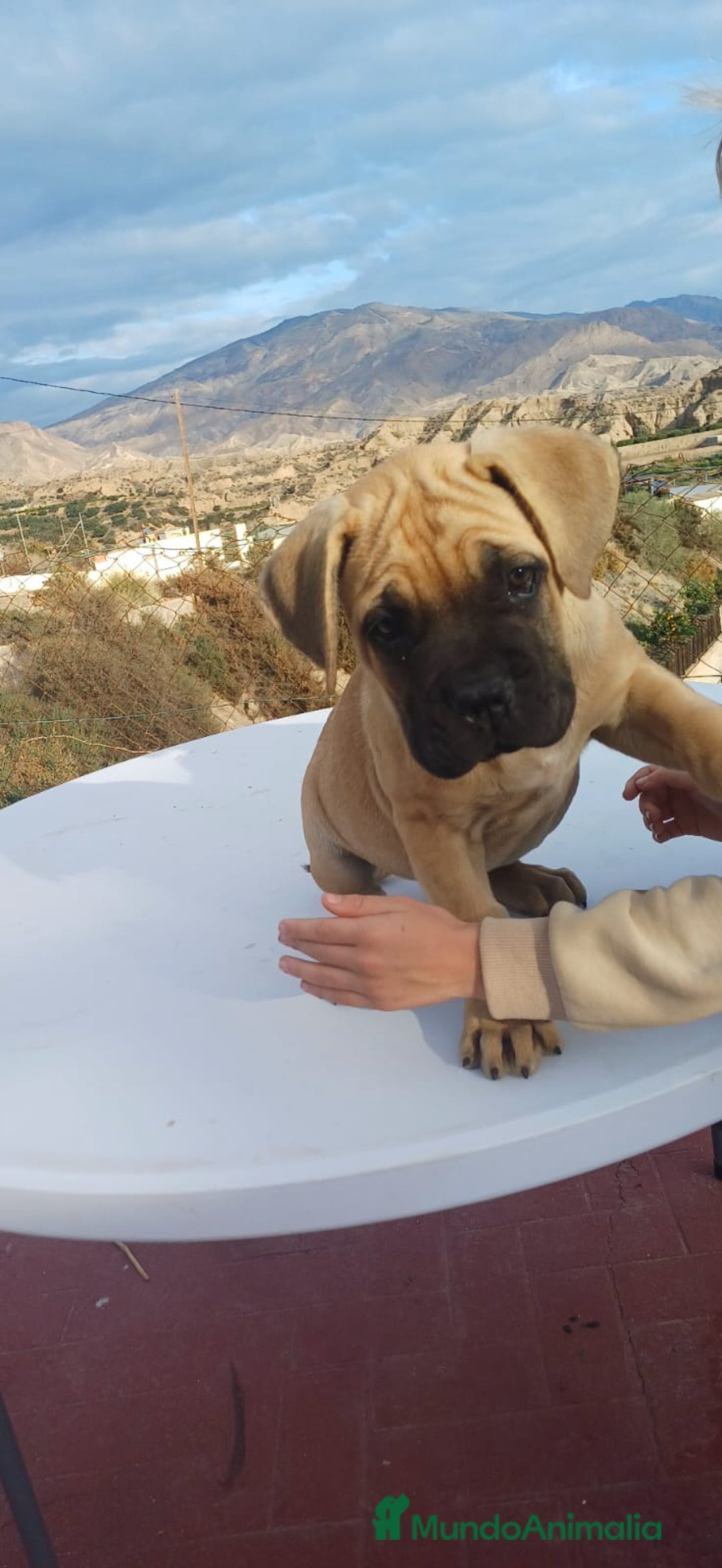 Cane Corso perros en venta: Última hembra de Cane Corso !! - Anuncio 4