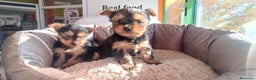 Yorkshire Terrier perros en venta: Cachorros de Yorkshire  - Anuncio 8