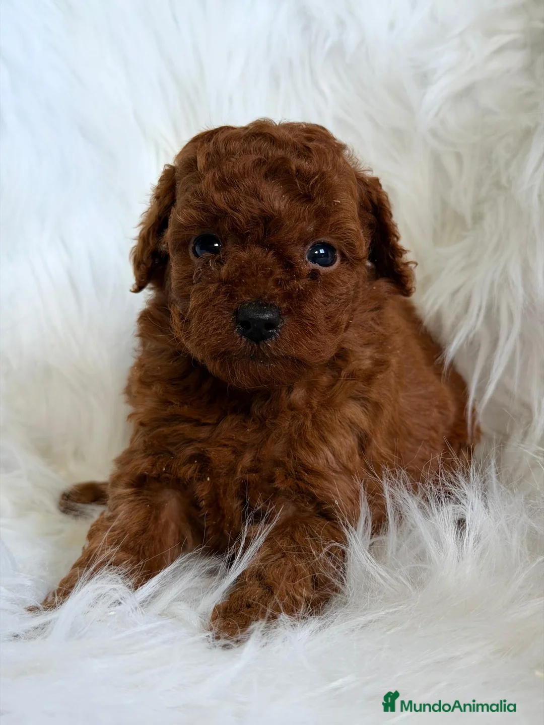 Caniche Toy perros en venta: CANICHE ROJO MACHO Y HEMBRA PADRES TOY - Anuncio 4