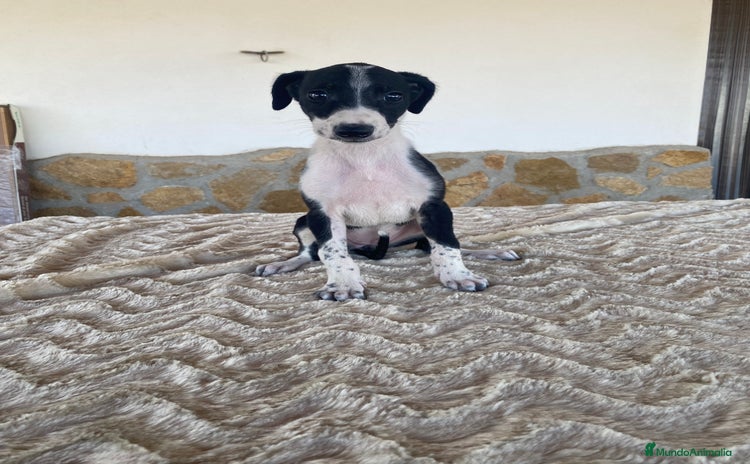 Galgo Español perros - Propaganda 1