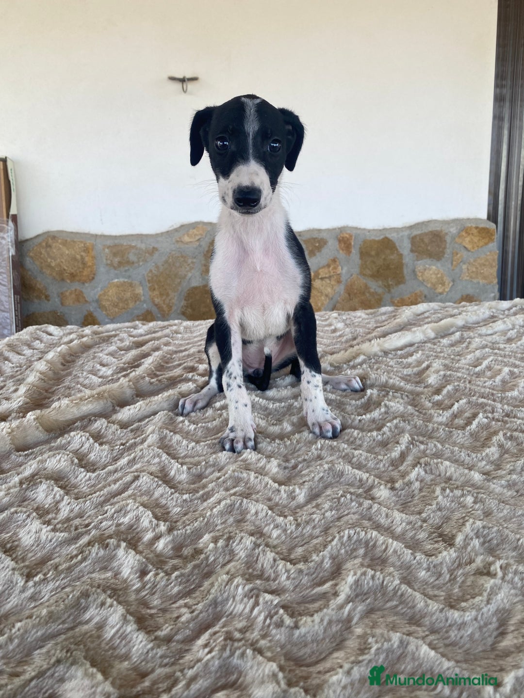 Galgo Español perros en venta: Galgo español hembras - Imagen 1